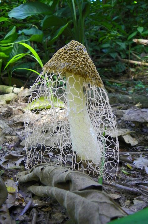 Nature News: Mushrooms that are cool - Imgur Mushroom City, Mushroom Pictures, Lichen Moss, Slime Mould, Plant Fungus, European Home Decor, Mushroom Fungi, Forest Floor, Wild Mushrooms