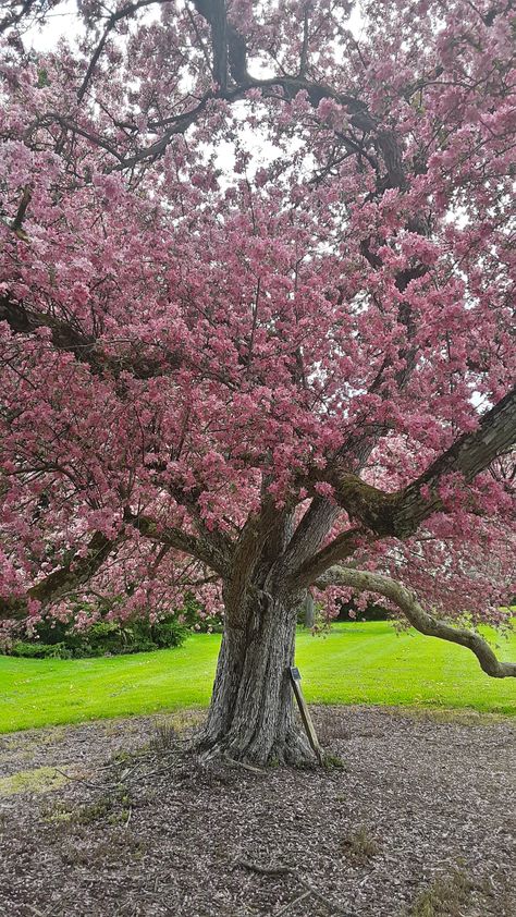 Crabapple Tree Landscaping, Picnic Painting, Flowering Crabapple Tree, Flowering Crabapple, Krishna Radhe, Crabapple Tree, Pink Trees, Crab Apple, Landscape Trees