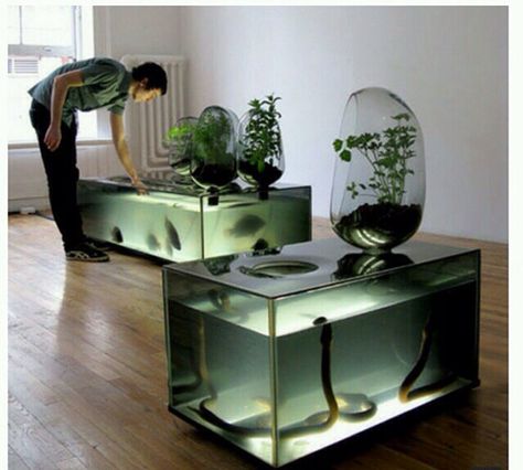 Mathieu Lehanneur, Amazing Aquariums, Cool Fish Tanks, Aquaponics Diy, Indoor Water Garden, Home Aquarium, Aquaponics System, Aquarium Design, Glass Box