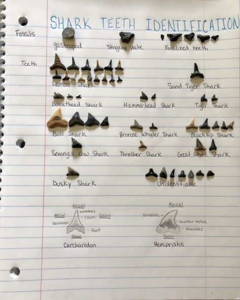 Shark Teeth Chart, Different Shark Teeth, Shark Teeth Identification, Types Of Shark Teeth, Shark Teeth Art, Shark Anatomy, Oceanography Marine Biology, Ocean Stuff, Types Of Sharks