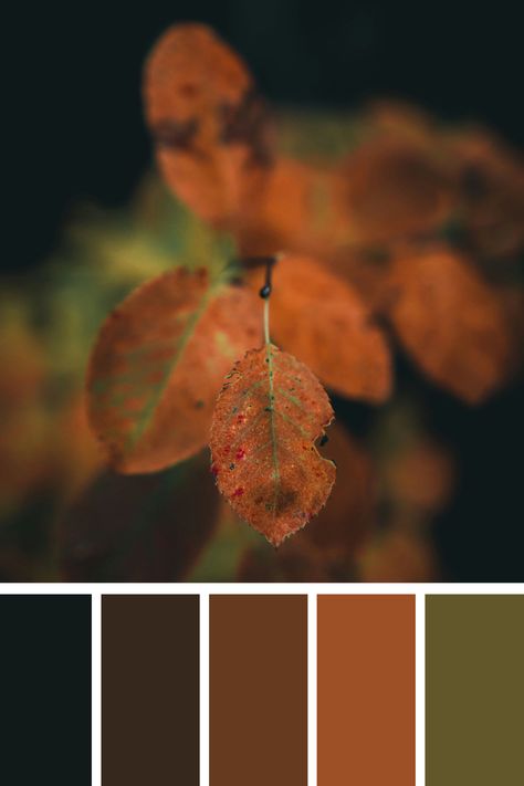 An autumn leaf, colored in rich shades of orange and red, stands out against a dark, blurred background. The delicate details of the leaf's texture are highlighted, capturing the essence of fall's beauty and decay. Color Scheme Generator, Earth Colour Palette, Color Generator, Earth Tone Color Palette, Earth Tone Color, Orange Color Palettes, Color Picker, Leaf Texture, Color Palette Generator