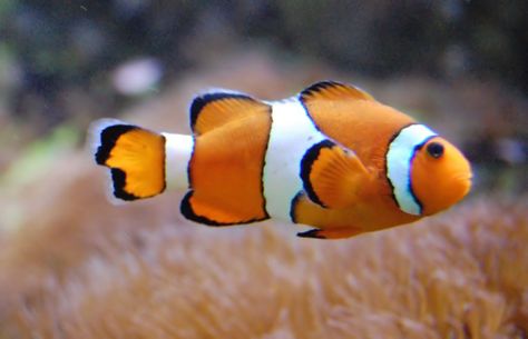 Photo Poisson Clown #photo #animaux #animal Clown Photo, Clown Photos, Scuba Diving Pictures, Marine Sea, Fish Logo, Marine Fish, Pet Fish, Clown Fish, Ocean Creatures