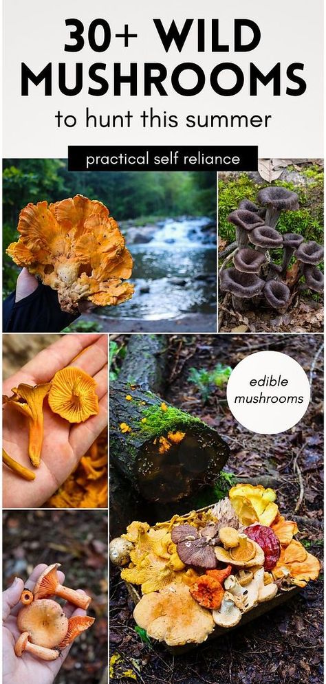 Explore Edible Mushrooms & Mushroom Guide with 30+ wild mushrooms to hunt this summer. Summer is the perfect time for mushroom hunting, with plenty of edible varieties thriving in cool, shady woods. Learn about chanterelles, chicken of the woods, and other mushrooms you can forage. Find more summer foraging ideas, wild plant identification, and foraging edible wild plants at practicalselfreliance.com. How To Identify Mushrooms, Wild Mushrooms Identification, Pnw Mushrooms, Summer Foraging, Mushroom Logs, Foraging Mushrooms, Puffball Mushroom, Wild Mushroom Recipes, Edible Wild Mushrooms