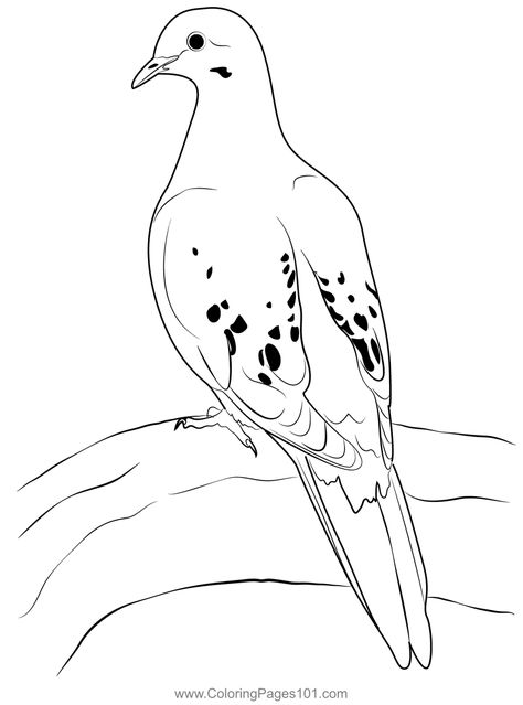 Common Ground Dove Coloring Page Dove Coloring Page, Common Ground, Bird Coloring Pages, Pigeon, Free Kids, Printable Coloring Pages, Coloring Pages For Kids, Drawing Sketches, Art Sketches