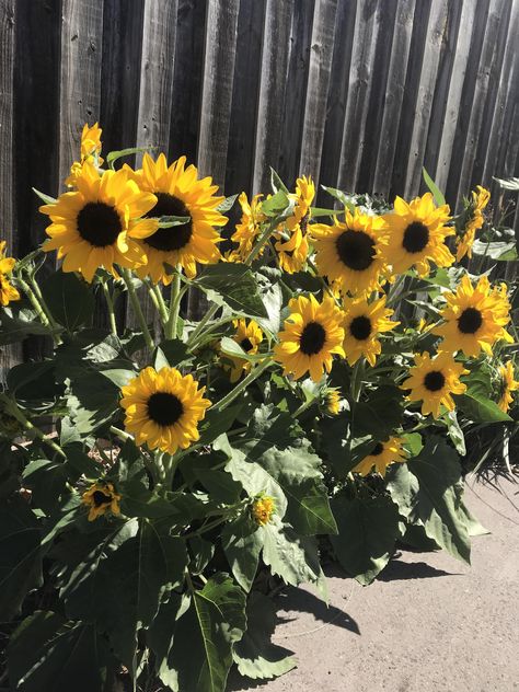 Our dwarf sunflowers are in bloom! (And attracting the cockatoos not in picture) Sunflower Garden Bed, Sunflower Planting Ideas, Sunflower Garden Backyard, Sunflowers Planting Ideas, Sunflower Landscaping, Sunflower Garden Ideas, Gate Reference, Roadside Flower Stand, Sun Flower Garden