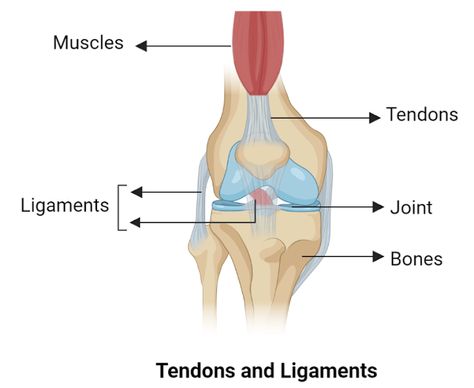 Filipino Traditional Clothing, Knee Ligaments, Ligaments And Tendons, Collagen Fibers, Biology Facts, Skeletal System, Human Body Anatomy, Sleep Eye, Human Anatomy Drawing