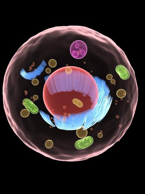 How ATP, molecule bearing "the fuel of life," is broken down in cells Atp Biology, Lynn Margulis, Cell Theory, Science Anchor Charts, Medical Laboratory Science, Biology Art, Cell Structure, Petri Dish, Cell Biology