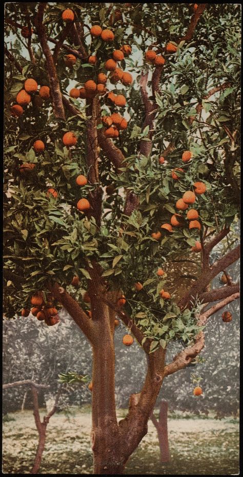 Deep Valley, Orange Farm, Orange Trees, Bedroom Murals, Postcard Collection, Orange Tree, Buy Wall Art, Secret Life, Golden State