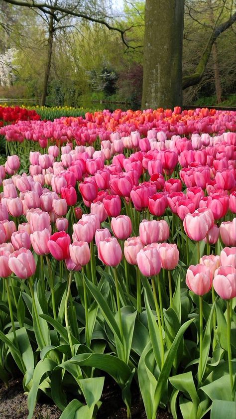 Fairies Aesthetic, Aesthetic Artsy, Tulip Garden, Tulips Garden, Nothing But Flowers, Flowers Aesthetic, Flower Therapy, Beautiful Bouquet Of Flowers, Beautiful Flowers Pictures