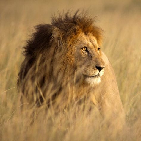 Bob Jr., an iconic lion known as 'King of the Serengeti', killed by rival lions: Report Lion Icon, Female Lion, Moon In Leo, Lion Images, Male Lion, San Diego Zoo, Mountain Lion, Kruger National Park, African Animals