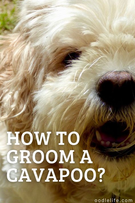 Cavapoo Grooming Styles, Cavapoo Grooming, Dog Grooming Diy, Cavapoo Dogs, Puppy Tips, Puppy Diy, Cavapoo Puppy, Dog Grooming Styles, Puppies Tips