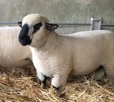 Ram Lamb by Edison Galileo  2019 Sheep Breeds, Animal Reference, Domestic Animals, Sheep And Lamb, Reference Images, Crafty Stuff, Hampshire, Farm Animals, Goats