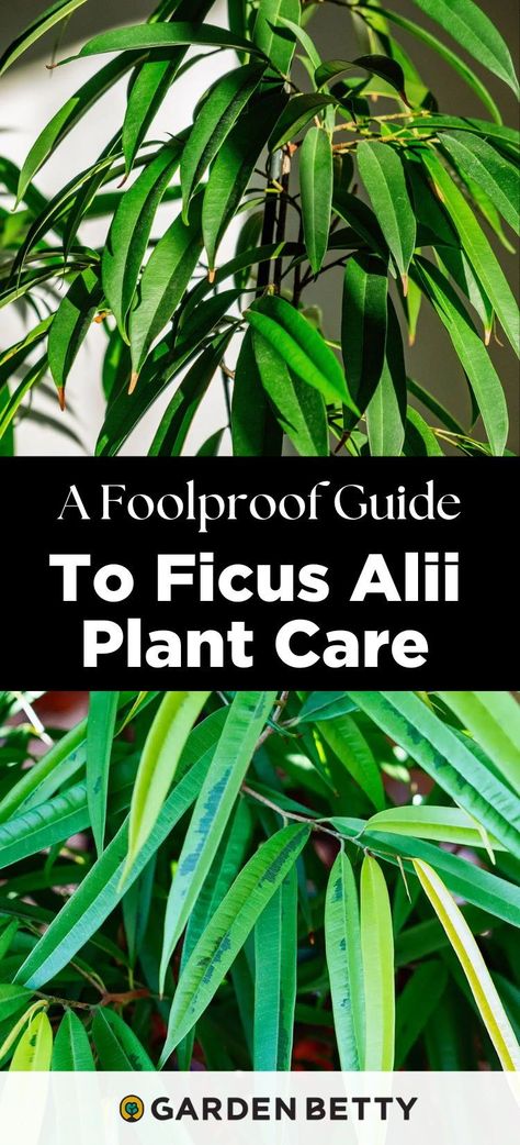 If you’ve struggled with a fiddle leaf fig but still want a stylish indoor tree for your home, meet its much-less-fussy cousin: Ficus ‘Alii.’ The long leaf fig may hail from the rainforest, but it’s a lot easier to care for and doesn’t even mind less light. It’s pretty perfect if you want a larger yet low-maintenance houseplant with some tropical flair! Ficus Tree Indoor Care, Ficus Alli, Ficus Tree Indoor, Ficus Alii, Fiddle Tree, Growing Organic Vegetables, Indoor Tree, Orchid Bark, Ficus Tree