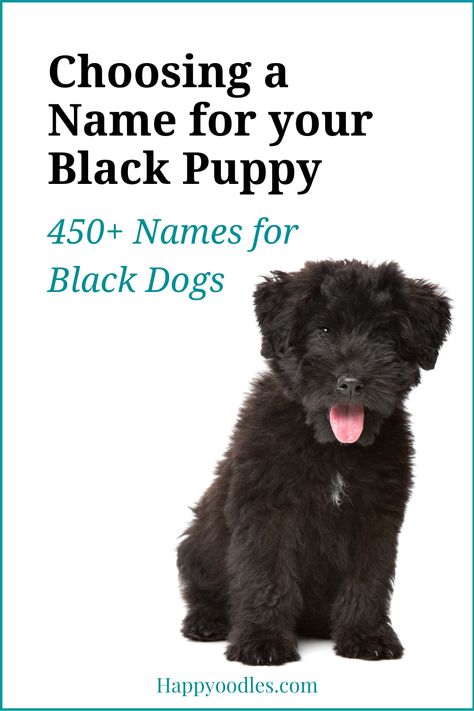 Are you looking for a name your black coated puppy? If so we have you covered. We have 450 dog names that are perfect for your black dog. Plus tips on how to pick the perfect name. (#blackdognames, #blackdognamesforpuppy, #uniquedognames) Names For Black Dogs, Male Dog Names Unique, Black Cocker Spaniel Puppies, Puppy Names Unique, Puppies Names Female, Black Dog Names, Goldendoodle Names, Small Dog Names, Goldendoodle Black