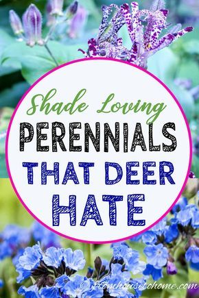 Deer Resistant Shade Plants, Shade Perennial Garden, Deer Resistant Landscaping, Part Shade Perennials, Shade Plants Container, Best Plants For Shade, Deer Resistant Flowers, Shade Loving Shrubs, Deer Resistant Garden