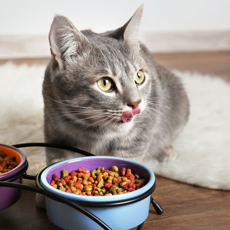 Grain Free Cat Food, Cat Food Brands, Grain Free Diet, Cat Diet, Best Cat Food, Food Types, Natural Pet Food, Food Texture, Food Content