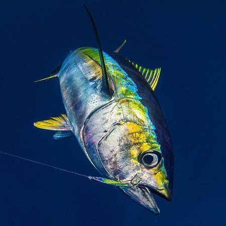 Yellowfin Tuna with Underwater Camera Chicken Of The Sea, Pesca In Mare, Marlin Fishing, Fish Gallery, Tuna Fishing, Yellowfin Tuna, Salt Water Fishing, Salt Water Fish, Tuna Fish