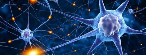 Exercise Your Brain With This Quiz Neuroplasticity Exercises, Brain Mapping, Bacopa Monnieri, Brain Facts, Improve Brain Function, Improve Cognitive Function, Regenerative Medicine, Nerve Cell, Neurological Disorders