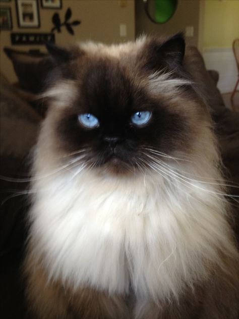 Himalayan cat ~ Beautiful Himalayan Persian Cats, Himalayan Cats, Beautiful Cats Pictures, Himalayan Cat, Ragdoll Kitten, Fluffy Cat, Ragdoll Cat, Cat Aesthetic, Siamese Cats