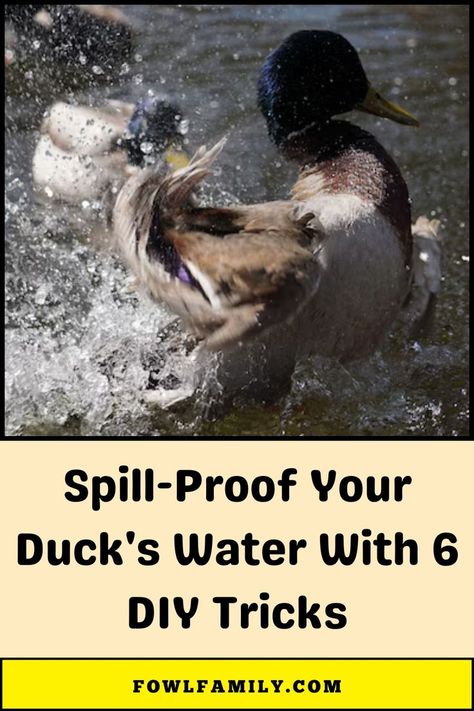 Spill-Proof Your Duck's Water Duck Waterer No Mess, Duck Waterer, Raising Ducks, Water Can, Diy Tips, Ducks, Easy Diy, Water