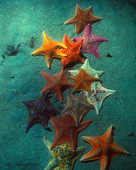 Pacific Star Cluster | Sea Stars in the sand. Monterey Bay C… | Flickr Tiny Sea Creatures, Sea Life Reference, Sea Life Photos, Ocean Mammals, Coral Landscape, Star Sea, Sea Nature, Cool Sea Animals, Starfish Photo