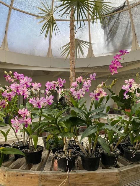 Beautiful Greenhouse, Orchid Greenhouse, Flower Shop, Orchids, Plants