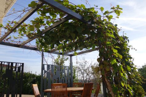 Rooftop Garden Urban, Pergola Metal, Door Protection, Pergola Design, Iron Lanterns, Porch Area, Getaway Cabins, Neutral Color Scheme, Rooftop Garden