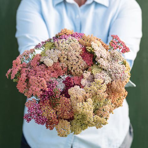 New Flower Seeds & Bulbs for 2021 | Johnny's Selected Seeds Yarrow Flower, Long Vase, Achillea Millefolium, Cut Flower Garden, Summer Berries, Plant Spacing, Fresh Cut Flowers, Wildflower Seeds, Garden Pests