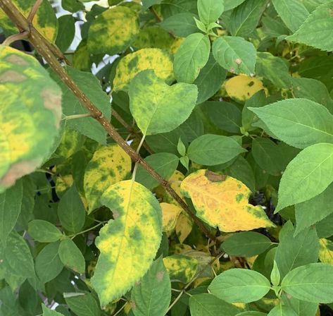 Hydrangea Leaves Turning Yellow, Plant Leaves Turning Yellow, Hydrangea Plant, Holly Plant, Hydrangea Tree, Raspberry Plants, Hydrangea Leaves, Plants Leaves, Hydrangea Care