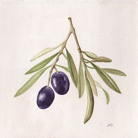 Olive Tattoo, Olive Branch Tattoo, Cerámica Ideas, Watercolor Fruit, Soyut Sanat Tabloları, 수채화 그림, Botanical Painting, Botanical Watercolor, Botanical Drawings