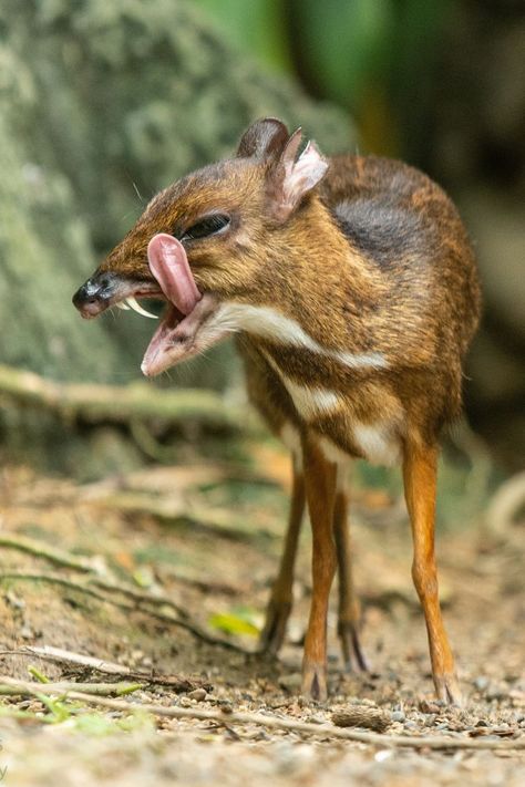 Mouse Deer, Water Deer, Wild Animals Photography, Dog Jokes, Interesting Animals, Deer Art, Unusual Animals, Rare Animals, Wildlife Photos