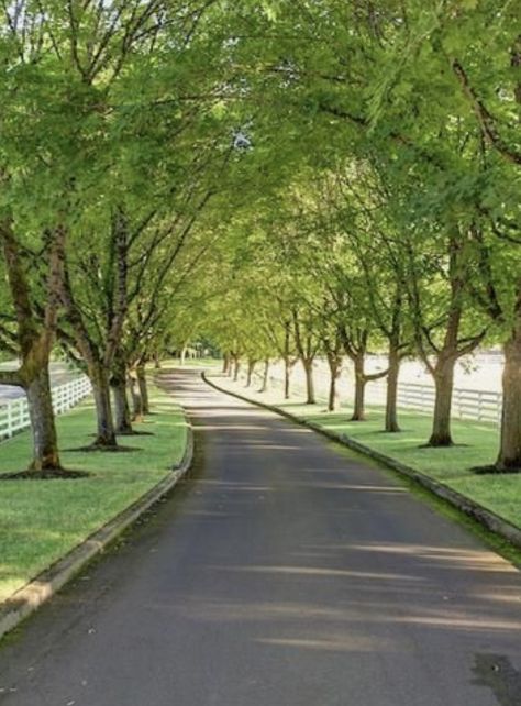 Lined Driveway, Beautiful Driveways, Entrance Landscaping, Driveway Entrance Landscaping, Farm Entrance, Long Driveway, Tree Lined Driveway, Driveway Ideas, Driveway Entrance