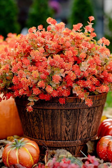 Fall Faux Mums for Outdoors Potted Olive Tree, Home Flower Arrangements, Palm Tree Plant, Fall Mums, Faux Olive Tree, Mums Flowers, Planting Shrubs, Artificial Flowers And Plants, Herb Pots