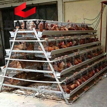 Poultry Farm Buildings, Reban Ayam, Como Plantar Pitaya, Poultry Farm Design, Cages For Sale, Chicken Shed, Chicken Barn, Broiler Chicken, Layer Chicken