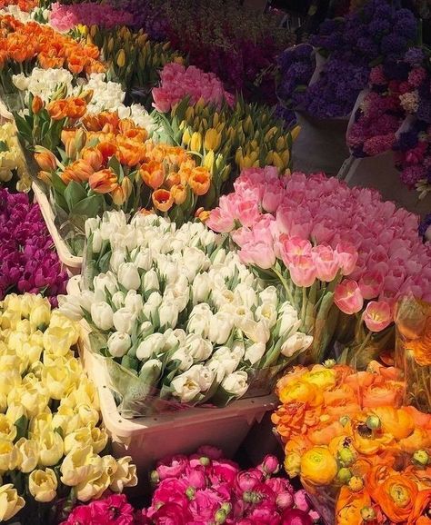 نباتات منزلية, Different Types Of Flowers, Nothing But Flowers, Flower Therapy, Types Of Flowers, Love Flowers, Botany, My Flower, Flower Shop