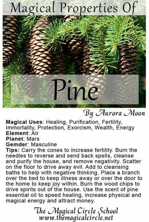 Magickal properties of Pine Lemon Magic, Vision Boarding, Magickal Herbs, Witch Herbs, Green Witchcraft, Magia Das Ervas, Magic Herbs, Magical Herbs, Wiccan Spell Book