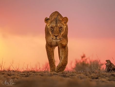 Lion Looking Down, Lions Reference, Feline Reference, Lion Photos, Cat Anatomy, Lions Photos, Lion Paw, Cat Reference, Lion Pride