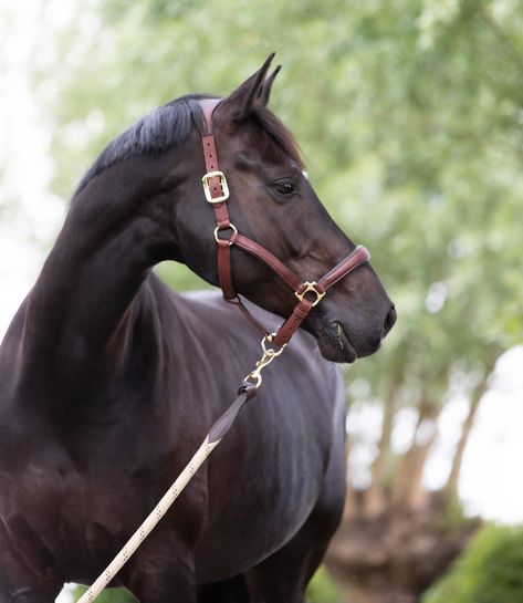 Classy and fuctional. This is the halter your horse dreams of. Find it at Evolution Equestrian Co. #tackshop #horsetack #tack #halter #leather #horse #warmblood #OTTB #pony #barn #stable #equestrian #equine #equitation Horse Warmblood, Horse Halters, Ice Blue Color, Marine Colors, Mink Colour, Orchid Color, Leather Halter, Brown Horse, Sage Color