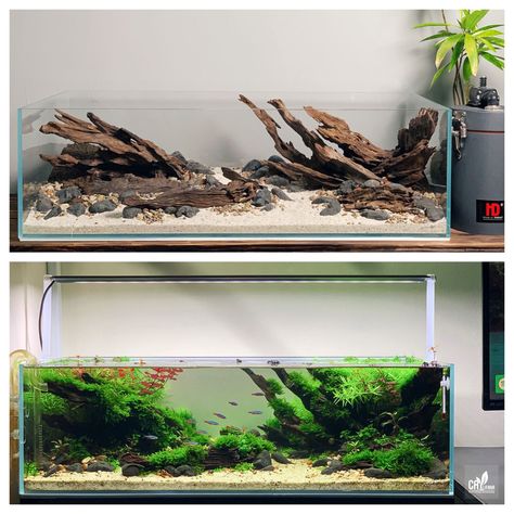 Shallow Aquarium Aquascape, Shallow Tank Aquascape, Aquascape Design Natural, Shallow Aquascape, Shallow Aquarium, Saltwater Aquarium Beginner, Biotope Aquarium, Fish Aquarium Decorations, Fish Tank Themes