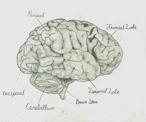 pencil drawing of a brain by Trevor Sim Brain Sketch Anatomy, Brain Parts Drawing, Brain Pencil Drawing, Brain Drawing With Labels, Drawing Of Brain, Draw A Brain, Human Brain Drawing, Moms Tattoo, Drawings With Meaning