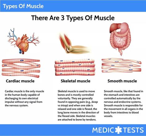 Emt Basic Study, Epithelium Tissue, Emt Basic, Nursing School Studying Cheat Sheets, Tissue Biology, Emt Study, Nursing School Essential, Nursing School Motivation, Medicine Notes