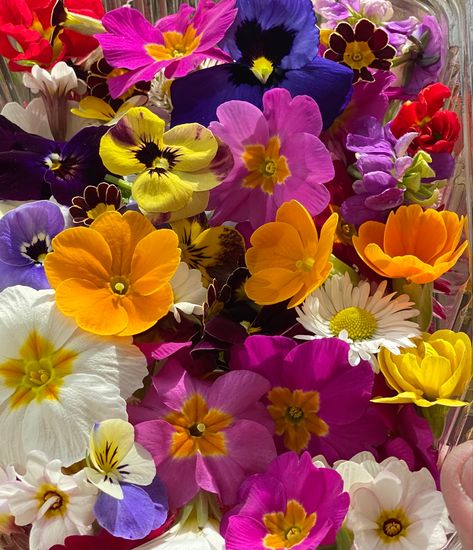 A punnet of British Spring edible flowers including primula, violas, wild primroses and pansies. Flower Season Mood Food, February Flowers, Hatchimals Toy, Edible Flower Garden, Primula Auricula, Wild Foraging, Flower Season, Vegetable Illustration, Quotes Board