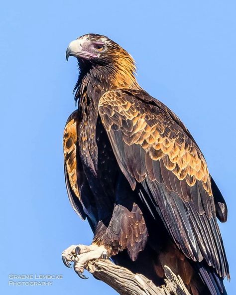 Graeme Lembcke Photography. Wedge-tailed Eagle. Australian Wedge Tailed Eagle, Wedge Tailed Eagle Drawing, Wedge Tailed Eagle Tattoo, Wedgetail Eagle, Different Types Of Eagles, Wedge Tailed Eagle, Eagle Artwork, Australian Fauna, Wild Animals Photography