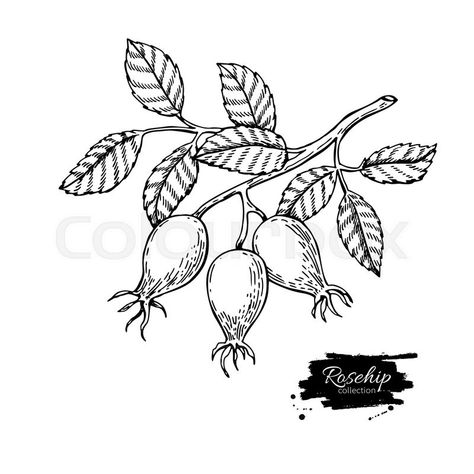 Rosehip Tattoo, Rosehip Illustration, Fruit Tattoo, Vector Drawing, Pen Drawing, Dreamcatcher Tattoo, Lotus Flower Tattoo, Card Art, Printmaking