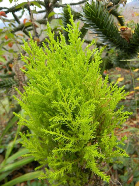 Hesperocyparis macrocarpa 'Goldcrest Wilma' (Dwarf Lemon Cypress) | North Carolina Extension Gardener Plant Toolbox Lemon Cypress, How To Take, Tool Box, Diy Garden, Take Care, North Carolina, Lemon, Plants