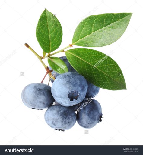 Fall Gardens, Kristina Webb, Blueberry Plant, Blue Fruit, Fruits Photos, Fruit Summer, Blue Fruits, Watercolor Fruit, Fruit Photography