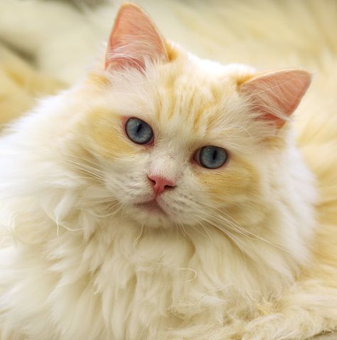 Cat Pictures, Yellow Cat, White Cats, Vanilla Cream, Ragdoll Cat, Domestic Cat, Cats Meow, Mellow Yellow, Pics Art