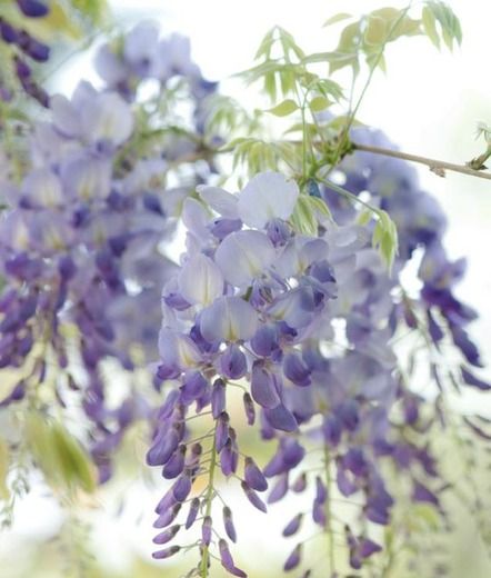 American Wisteria, Japanese Wisteria, Blue Wisteria, Chinese Wisteria, Wisteria Plant, Climber Plants, Clematis Montana, Buy Plants, Plant Combinations