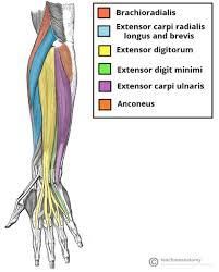 forearm Forearm Muscle Anatomy, Forearm Anatomy, Muscles Anatomy, Arm Anatomy, Human Muscle Anatomy, Forearm Muscles, Gross Anatomy, Forearm Workout, Medicine Notes