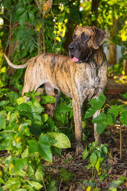 Brindle Great Dane | Spenny in the Wild Brindle Great Dane, Cute Dog Costumes, Dane Puppies, Great Danes, Great Dane Puppy, Dane Dog, Great Dane Dogs, Weimaraner, Baby Dogs